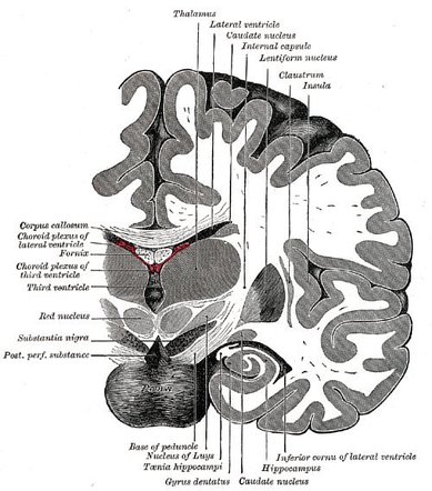 caudate nucleus and thalamus