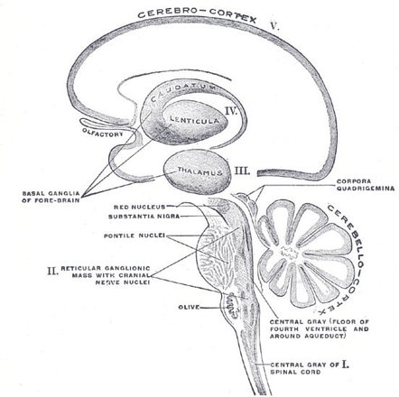 substantia nigra red nucleus