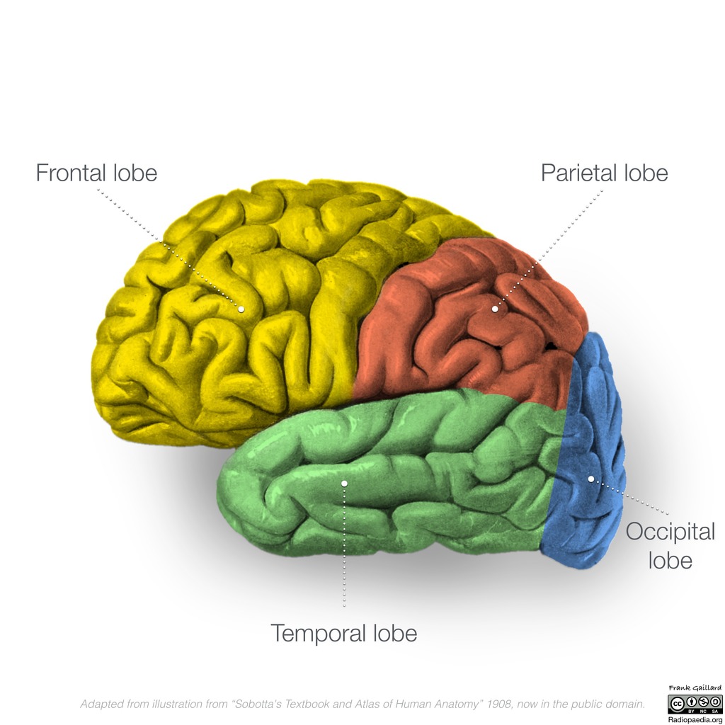 brain anatomy Quiz