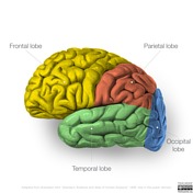 Cerebrum | Radiology Reference Article | Radiopaedia.org