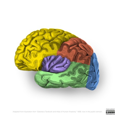 Neuroanatomy: insular cortex (diagrams) | Image | Radiopaedia.org