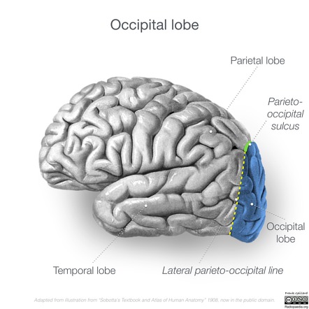 left parietal occipital lobe