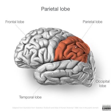 Image | Radiopaedia.org