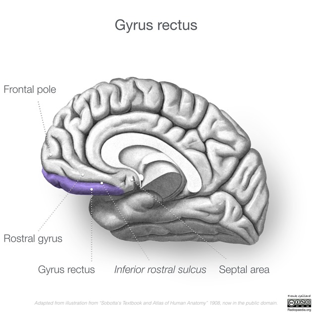 General anatomy of the breast in frontal and sagittal views (adapted