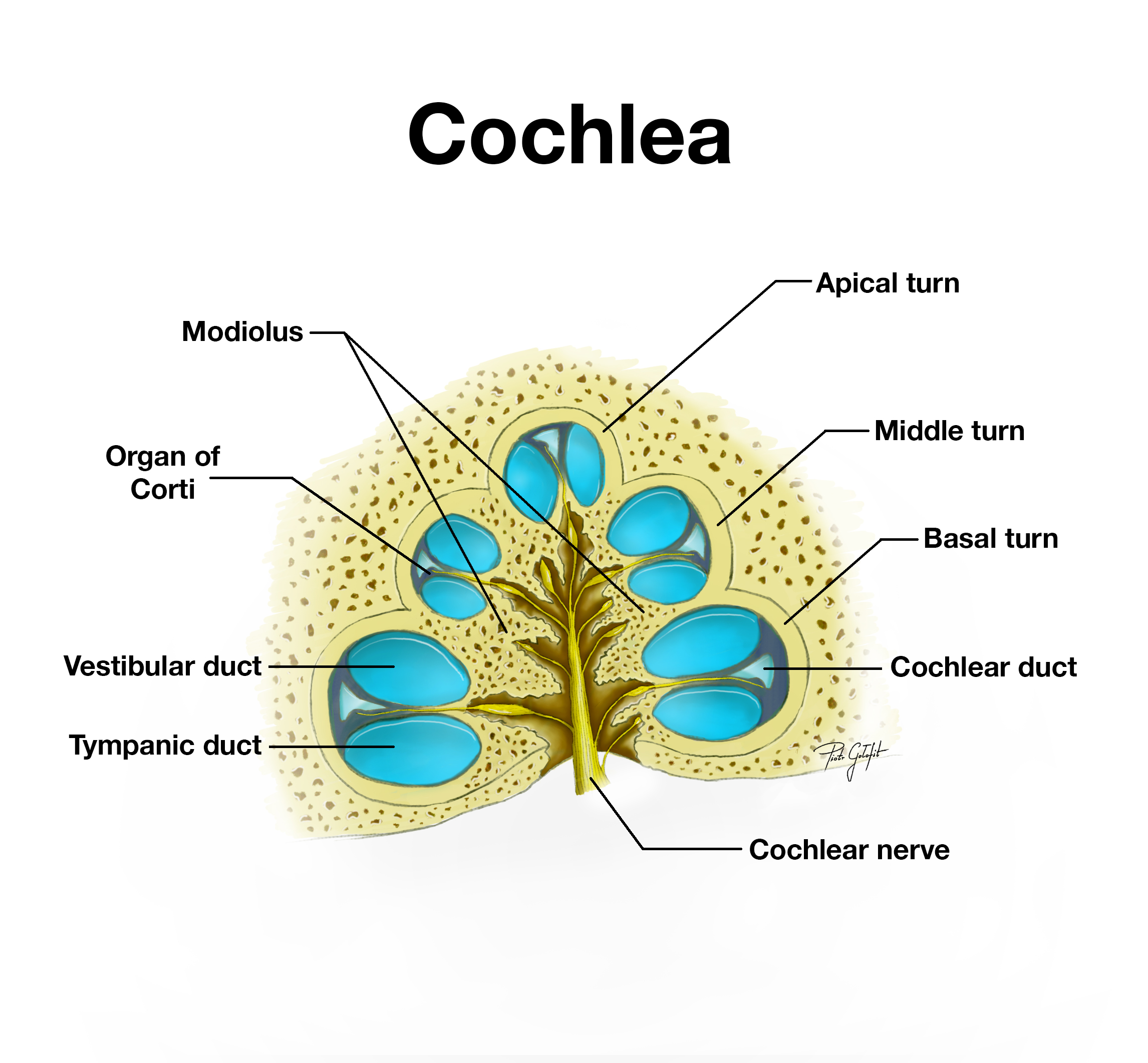 Cochlea diagram Image