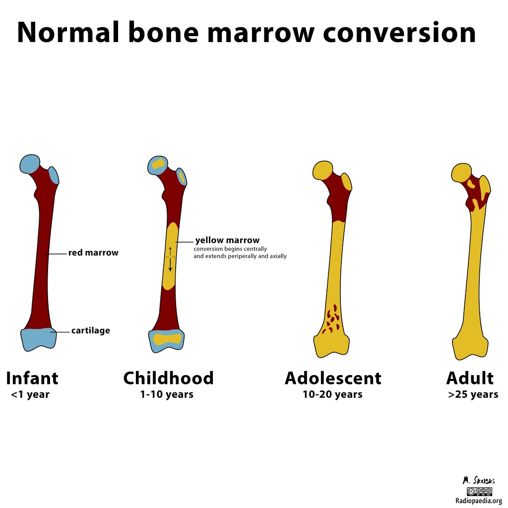 diagram-of-yellow-and-red-bone-marrow