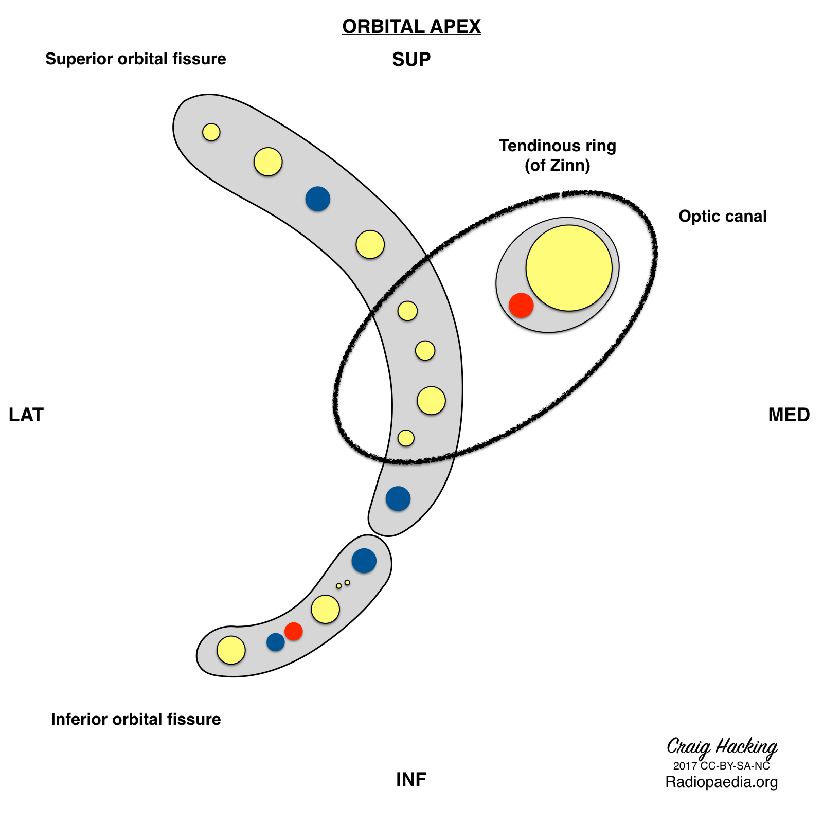 Central org. Орбитал. Фиссура орбиталис Супериор.