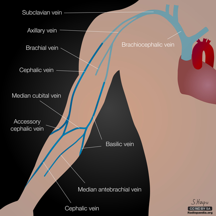 median antebrachial vein