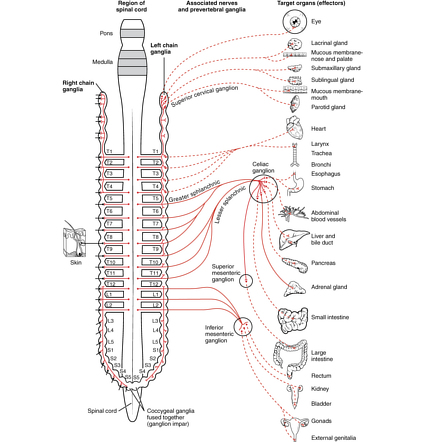 Image | Radiopaedia.org