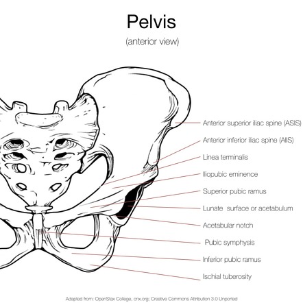 Image | Radiopaedia.org