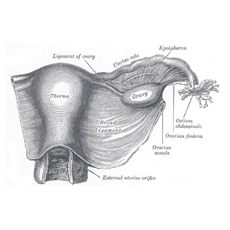 Связка подвешивающая яичник. Связочный аппарат матки анатомия. Связочный аппарат матки и яичников. Топография широкой связки матки. Перешеек матки анатомия.