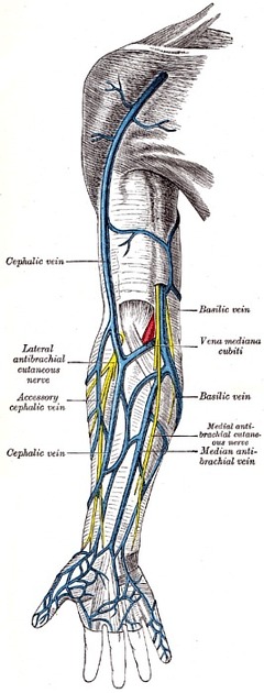 Upper limb nerves (Gray's illustrations), Radiology Case