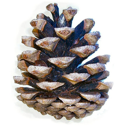 Pinecone (photo) | Image | Radiopaedia.org