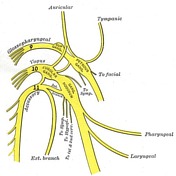 Vagus nerve | Radiology Reference Article | Radiopaedia.org