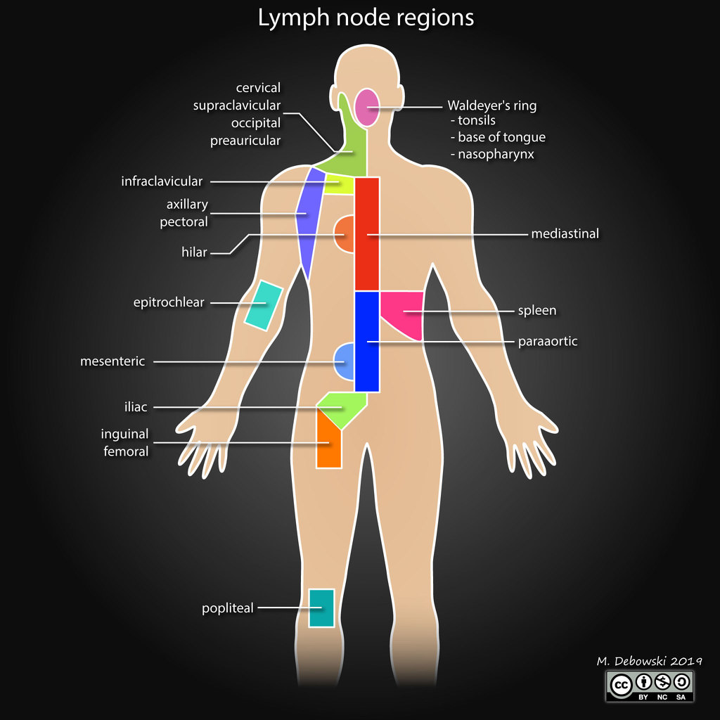 lymph nodes back of neck location