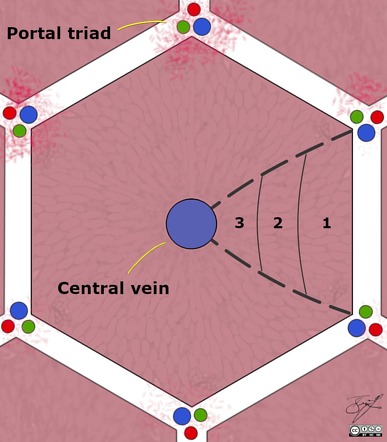 Image | Radiopaedia.org