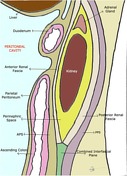 Fascia Laurea Ad Maiora 168x10 cm