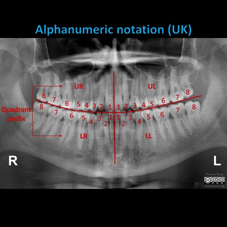 teeth numbers quadrants