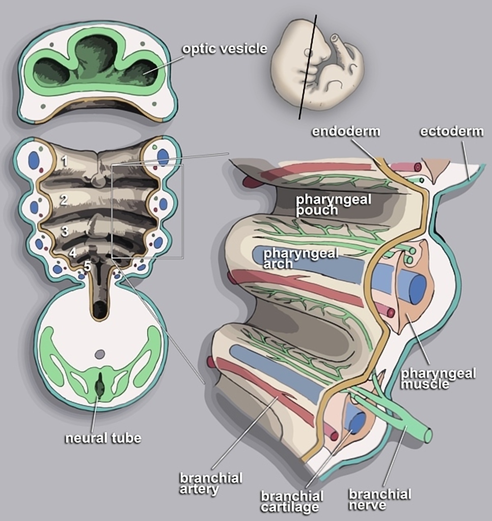 Branchial apparatus and aortic arches concise medical knowledge