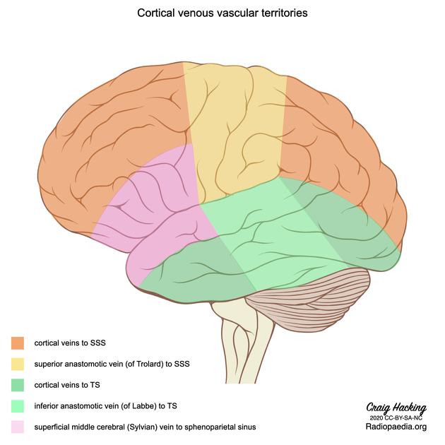 Venous vascular territories of the lateral cerebral cortex