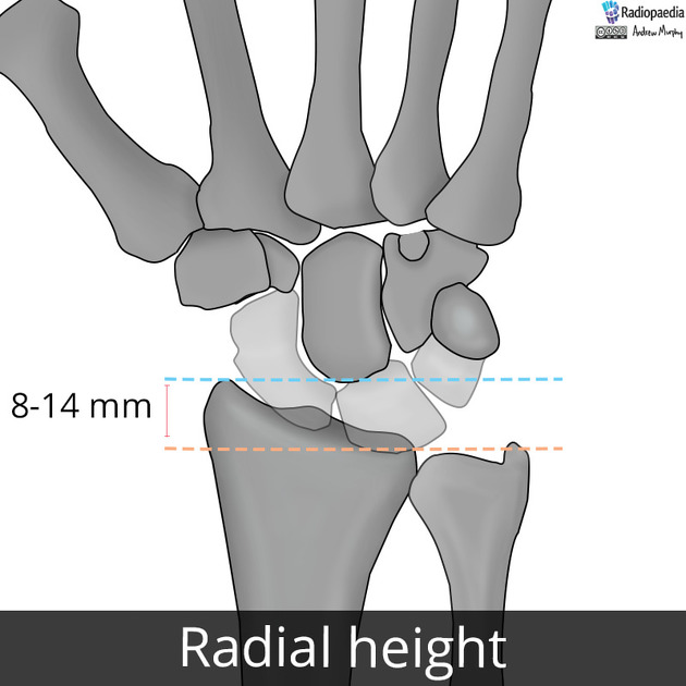 Bust and height measurement ranges that used to segment our data