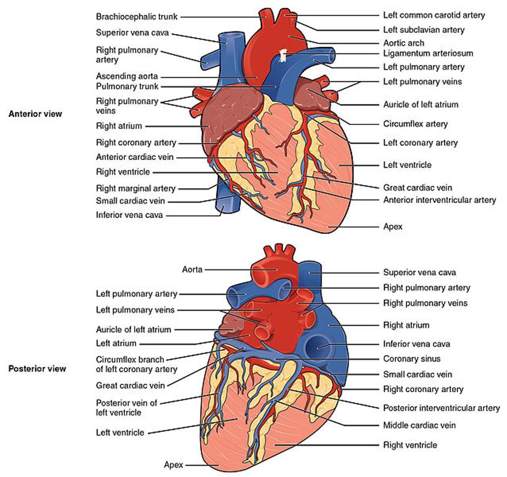 Blood Flow Through Heart Quiz