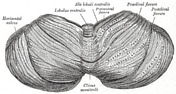 Cerebellum | Radiology Reference Article | Radiopaedia.org