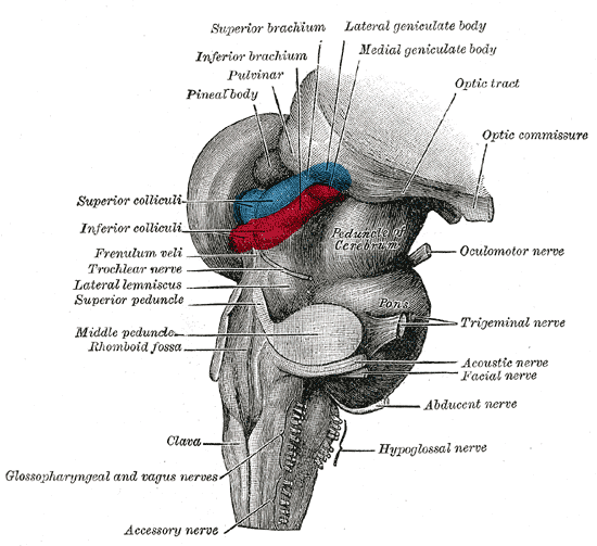 Lateral Geniculate Body Radiology Reference Article