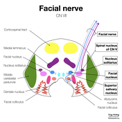 Marginal mandibular nerve, Radiology Reference Article