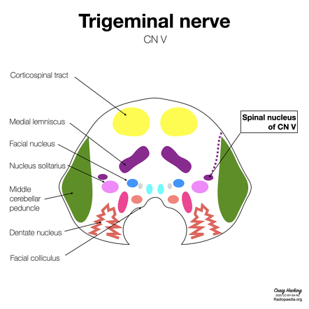 Trigeminal nerve (CN V): Anatomy, function and branches