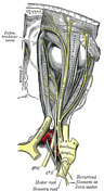 Radiopaedia - Drawing Main branches of the mandibular nerve - English  labels