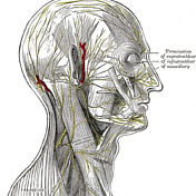 Radiopaedia - Drawing Main branches of the mandibular nerve - English  labels