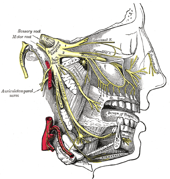 Mandibular nerve Quiz