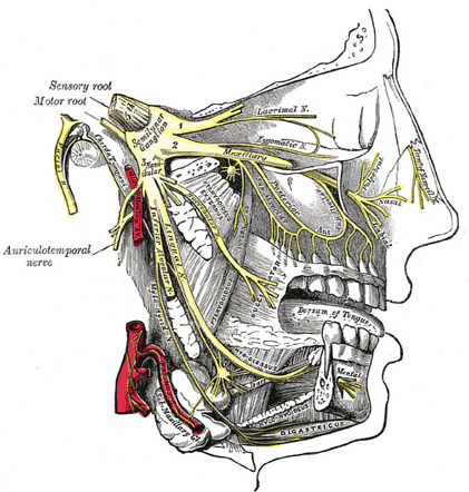 Mandibular nerve , Anatomy QA