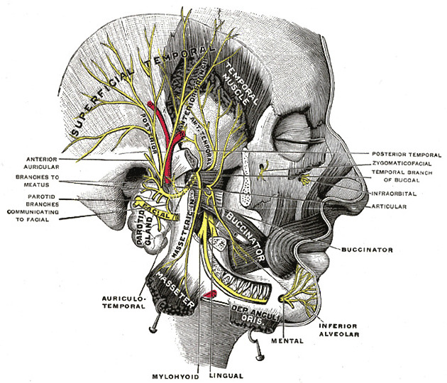 The Mandibular Division of the Trigeminal Nerve (CNV3) - TeachMeAnatomy