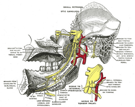 Mandibular Nerve, Formation, Course, Relations