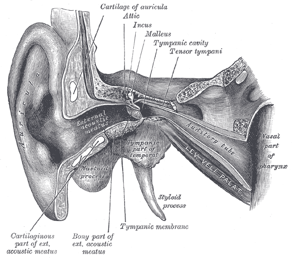 Radiopaedia - Drawing Middle ear ossicles: malleus, incus and