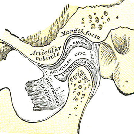 Temporomandibular Joint Anatomy (internal) (Gray's Anatomy) | Radiology ...