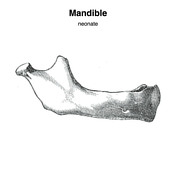 Radiopaedia - Drawing Main branches of the mandibular nerve - English  labels