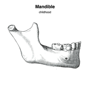 Radiopaedia - Drawing Main branches of the mandibular nerve - English  labels