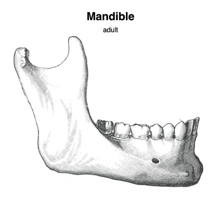 Mandible