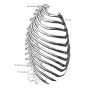 Manubrium, Radiology Reference Article