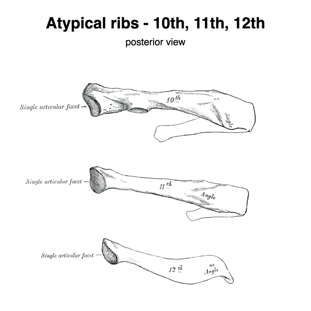 Rib - (11th) [floating rib] - Pocket Anatomy