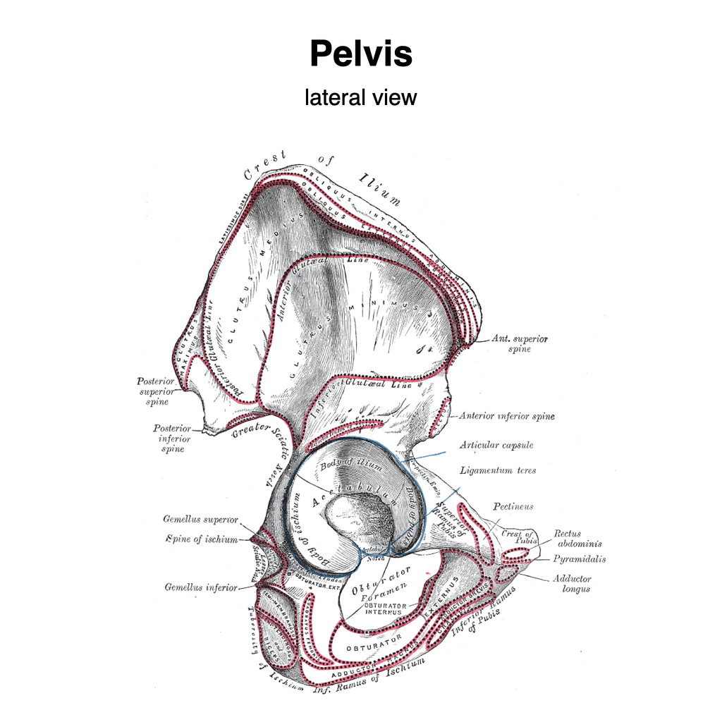 Pelvic muscles. Linea terminalis анатомия. Ilium анатомия. Pelvic muscle. Ilium перевод анатомия.