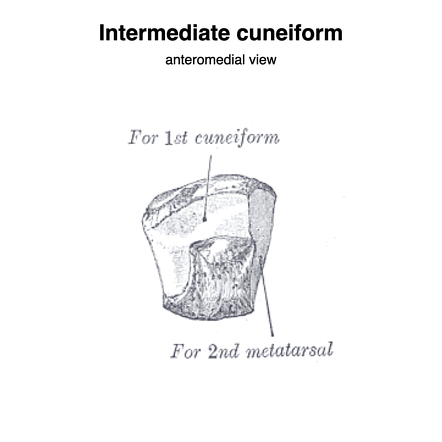 Intermediate cuneiform | Radiology Reference Article | Radiopaedia.org