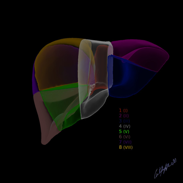 Couinaud Segments Based On Discounted Order | brunofuga.adv.br