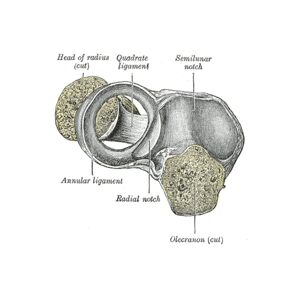 Proximal radio-ulnar joint ligaments (Gray's illustration) | Radiology Case  