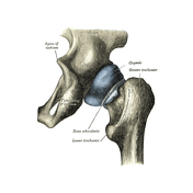 Hip joint | Radiology Reference Article | Radiopaedia.org