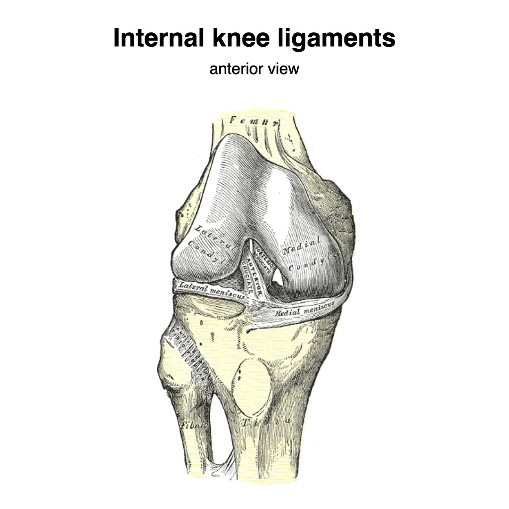 Anatomy of the Knee joint Quiz