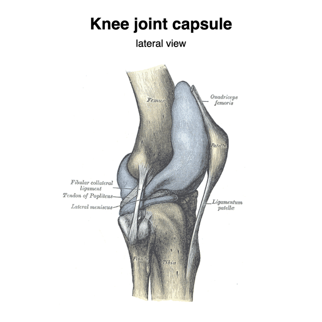 Anatomy of the Knee joint Quiz